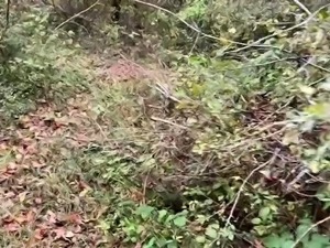 Stacked amateur beauty fucked deep doggystyle in the woods